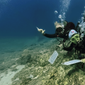 Standard Dive Slate